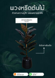 พวงหรีดต้นใบยางอินเดีย กระถางดำ