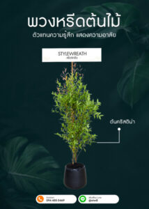 พวงหรีดต้นไม้ ต้นคริสติน่า กระถางดำ