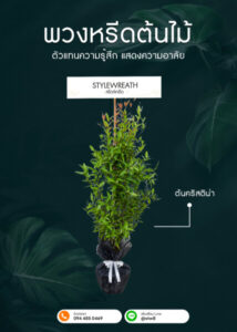 พวงหรีดต้นไม้ ต้นคริสติน่า ไม่มีกระถาง