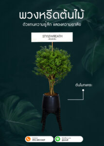 พวงหรีดต้นไม้ ต้นโมกแคระ