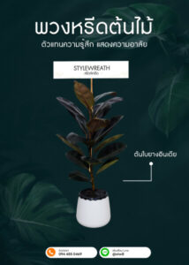 พวงหรีดต้นไม้ ต้นใบยางอินเดีย กระถางขาว