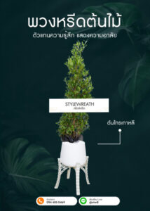 พวงหรีดต้นไม้ ต้นไทรเกาหลี